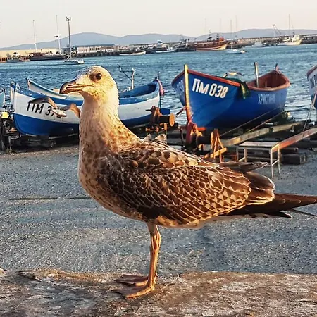 Blue Bay Sea View * 帕莫瑞